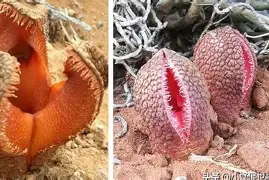 顶薪续约改变球队预期之后，休赛期合同市场升温的关注点发生变化，看点比想象更多