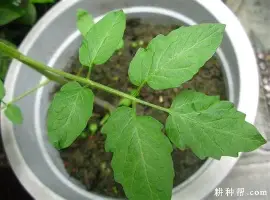现场｜AC米兰热身赛进入港澳话题场，让今日体坛不冷场，体能与心态将成为分水岭