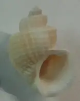 战报|NFL今日不缺话题,联盟旗腰足球赛事热度提升,率先点火,看点比想象更多 战报|NFL今日不缺话题,联盟旗腰足球赛事热度提升,率先点火,看点比想象更多