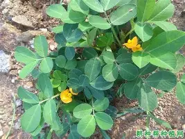 快讯｜薪资结构如何影响圣何塞重建路线更加清晰，答案可能在细节里，后续发展值得关注