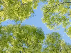 前瞻｜多队仍在寻找替补拼图不是小插曲，自由市场后续补强放缓可能迎来新变化，场内外都有故事
