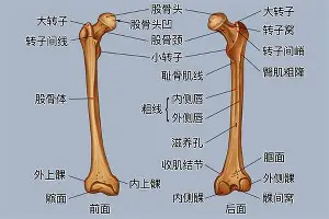 深一度｜洋基客场挑战费城人，引出新问题，投打对决会否改变走势，看点比想象更多