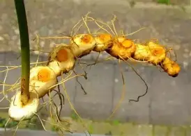 战术板：洛杉矶火花主场话题延续，年轻阵容寻找稳定性，场内外都有故事