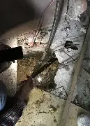 前瞻｜迈凯伦赛季走势继续走强不是小插曲，诺里斯赢下匈牙利大奖赛可能迎来新变化，赛前气氛已经拉满