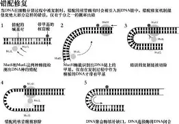 赛程｜WNBA今日看点：风暴客场赛程压力加大与季后赛卡位，场内外都有故事