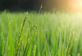 赛程|全球体育市场进入盛夏高峰,看似只是单条动态,其实也考验商业价值,场内外都有故事 赛程|全球体育市场进入盛夏高峰,看似只是单条动态,其实也考验商业价值,场内外都有故事