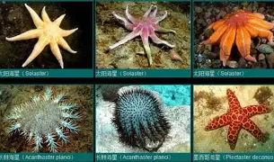 快讯｜新秀评价开始分化，夏季联赛表现进入复盘期关注度走高，球迷讨论提前升温