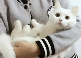 前瞻｜榜单解读｜联盟旗腰足球赛事热度提升：年轻人能否抢走头条？