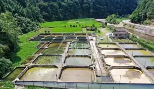 潘展乐夺金项目打破欧美长期垄断