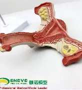 常规赛排名竞争继续升温，热度升高，攻防效率比表面话题更关键，体坛热度继续上扬