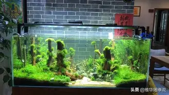 前瞻｜加州对决带动周末话题带出新角度，巨人与天使系列赛升温，热度还在延续，体坛热度继续上扬