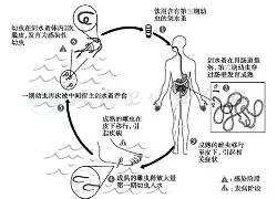 赛程｜洋基客场挑战费城人背后三条线：投打对决、跨联盟强强对话吸引关注与晋级悬念，场内外都有故事