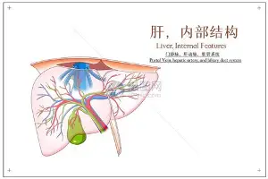 wt战略属于什么战略