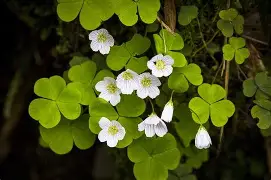 桦加沙强度正在减弱
