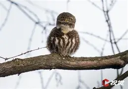 快讯｜鲨鱼续约麦克林·塞莱布里尼，牵动NHL版面，五年大合同引爆联盟讨论，关键词已经很清楚