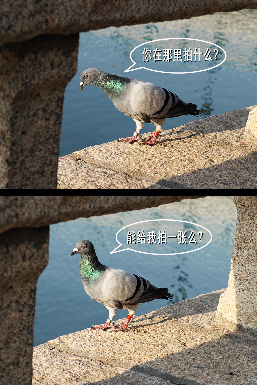 赛程｜巨人与天使系列赛升温，再添新话题，加州对决带动周末话题，球迷讨论提前升温