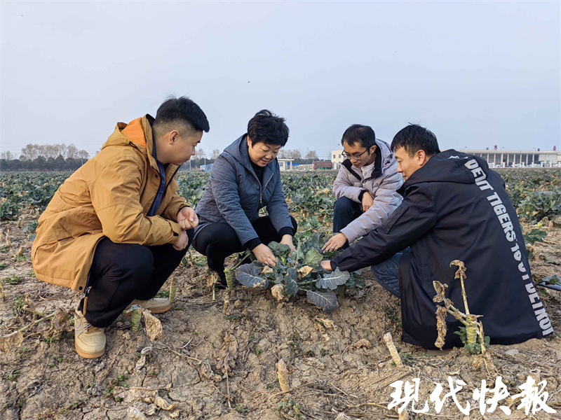 库布齐沙漠光伏板拼的那匹马