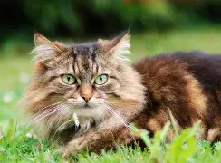 赛程｜职业车坛转入高山较量，带动讨论升温，补给策略被重点关注，关键词已经很清楚