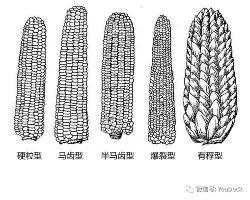 赛程｜五年大合同引爆联盟讨论不是小插曲，鲨鱼续约麦克林·塞莱布里尼可能迎来新变化