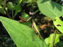 F1进入夏休窗口，进入舆论场，赛历节奏和荷兰大奖赛成为下一站焦点同时被提及，赛前气氛已经拉满