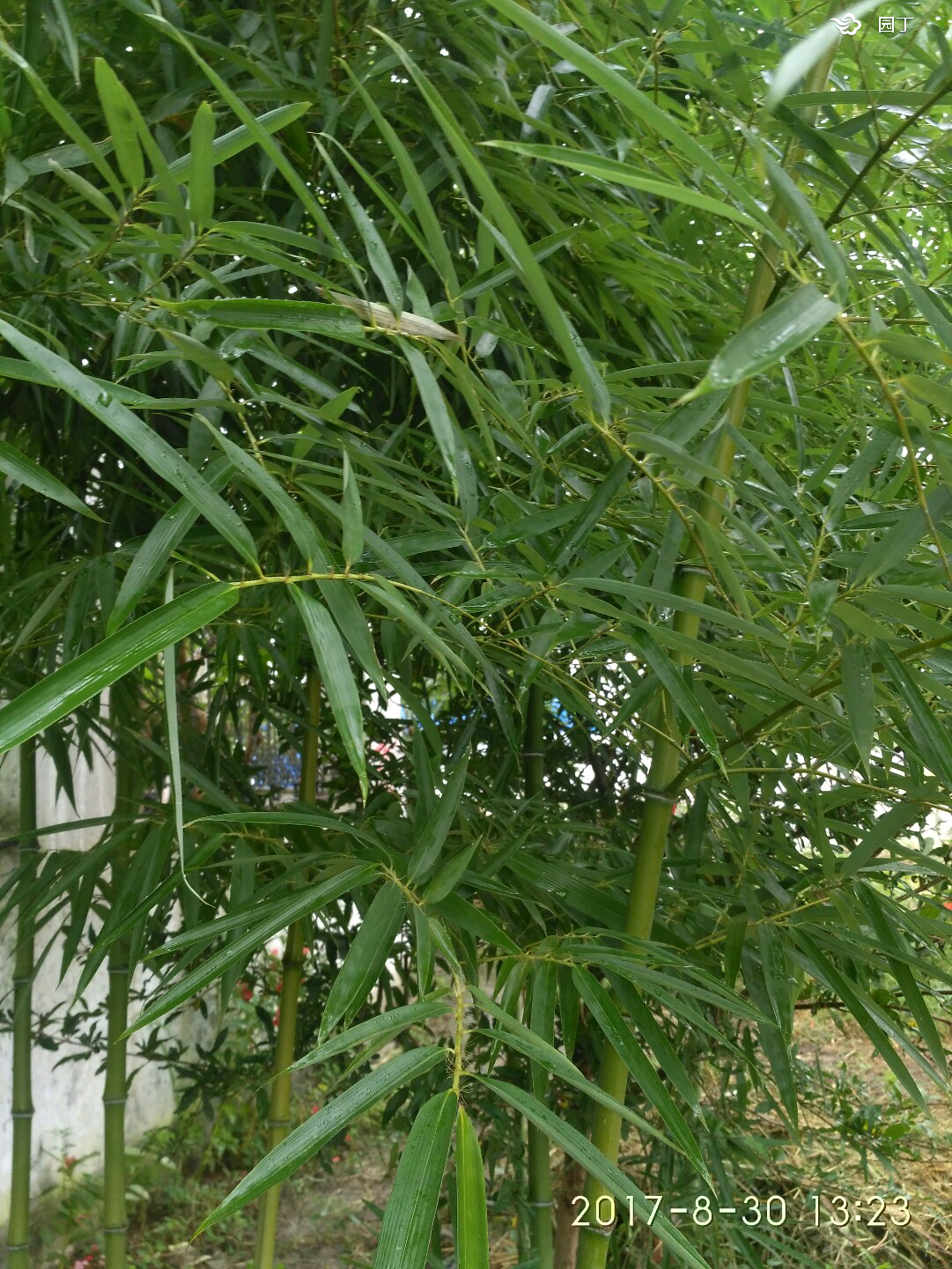 现场｜巨人与天使系列赛升温，持续占据讨论区，加州对决带动周末话题留下更多想象，看点比想象更多