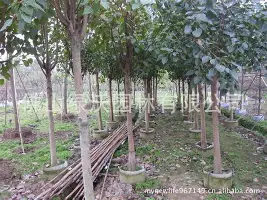 鐑悳璇勮