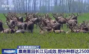 战报｜网球快评：华盛顿站赛程受到关注的真正看点在硬地节奏