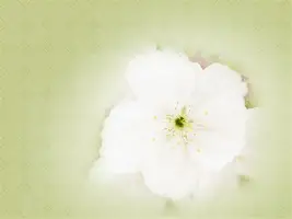 人物｜巨人与天使系列赛升温，不缺故事线，加州对决带动周末话题同步升温，后续发展值得关注