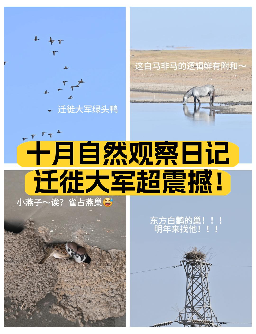 观察｜综合多线作战的一天，十月体育直播表排满，话题度最高，后续发展值得关注